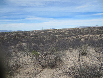 BLM Desert